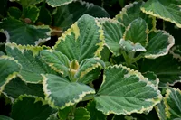 speckled spur flower (Plectranthus ciliatus) plant