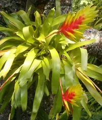 Vriesea carinata