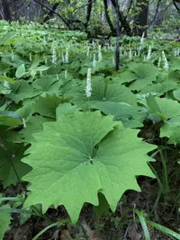 deer's foot (Achlys californica) plant