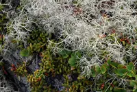 witch's hair lichen (Alectoria ochroleuca) plant