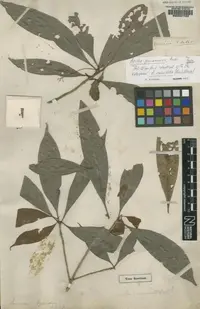 Aniba guianensis (Aniba guianensis) plant