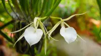 Brassavola nodosa outdoor