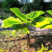 Ruffled fan palm outdoor