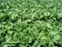 garden lettuce