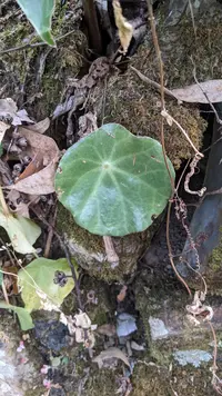 Begonia