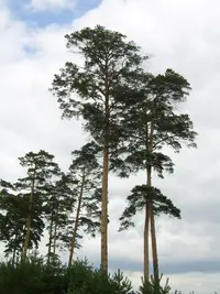 Japanese Red Pine (Pinus densiflora) plant