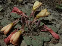 woodyfruit evening primrose (Oenothera xylocarpa) plant