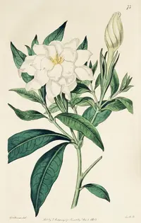 Cape Jasmine