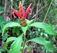Red Aphelandra
