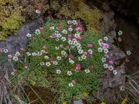 Saxifraga erioblasta (Saxifraga erioblasta) plant