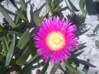 Angled Sea Fig