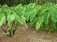 Taro (Colocasia esculenta) plant