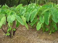 Taro