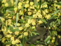 Varnish Wattle (Acacia verniciflua) plant