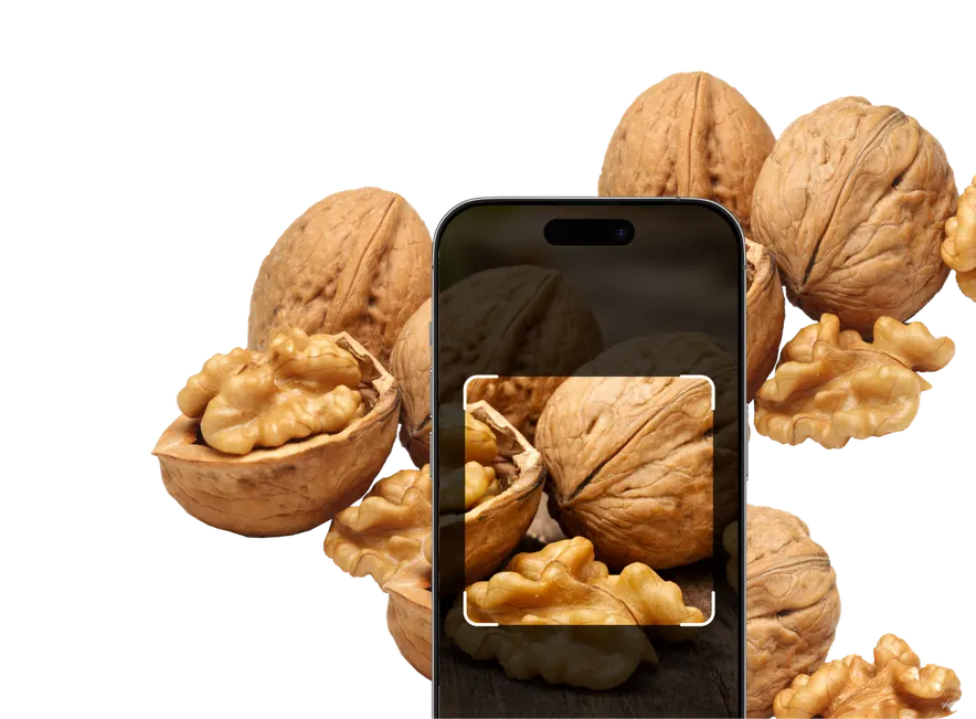 Nut Identification – Hero