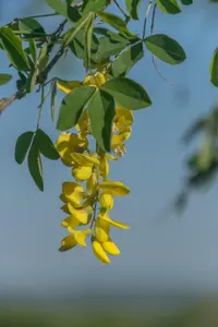Common Laburnum (Laburnum anagyroides) plant