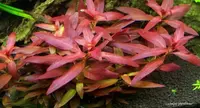 Cylindricfruit Primrose-willow