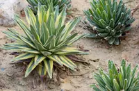 Agave americana outdoor