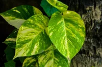 Golden Pothos (Epipremnum aureum) plant
