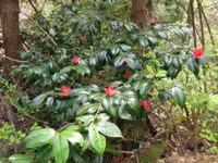 Japanese camellia