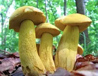 Ornate-stalked bolete (Retiboletus ornatipes) plant