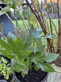 Japanese aralia photo by a Botan App user