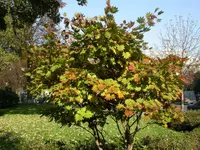 Fullmoon maple