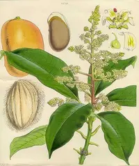 mango tree