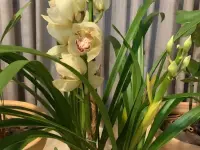 Peristeria elata