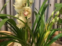 Peristeria elata