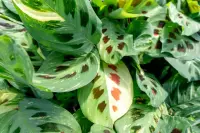 Maranta leuconeura leaf