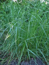 perennial ryegrass Identification Guide
