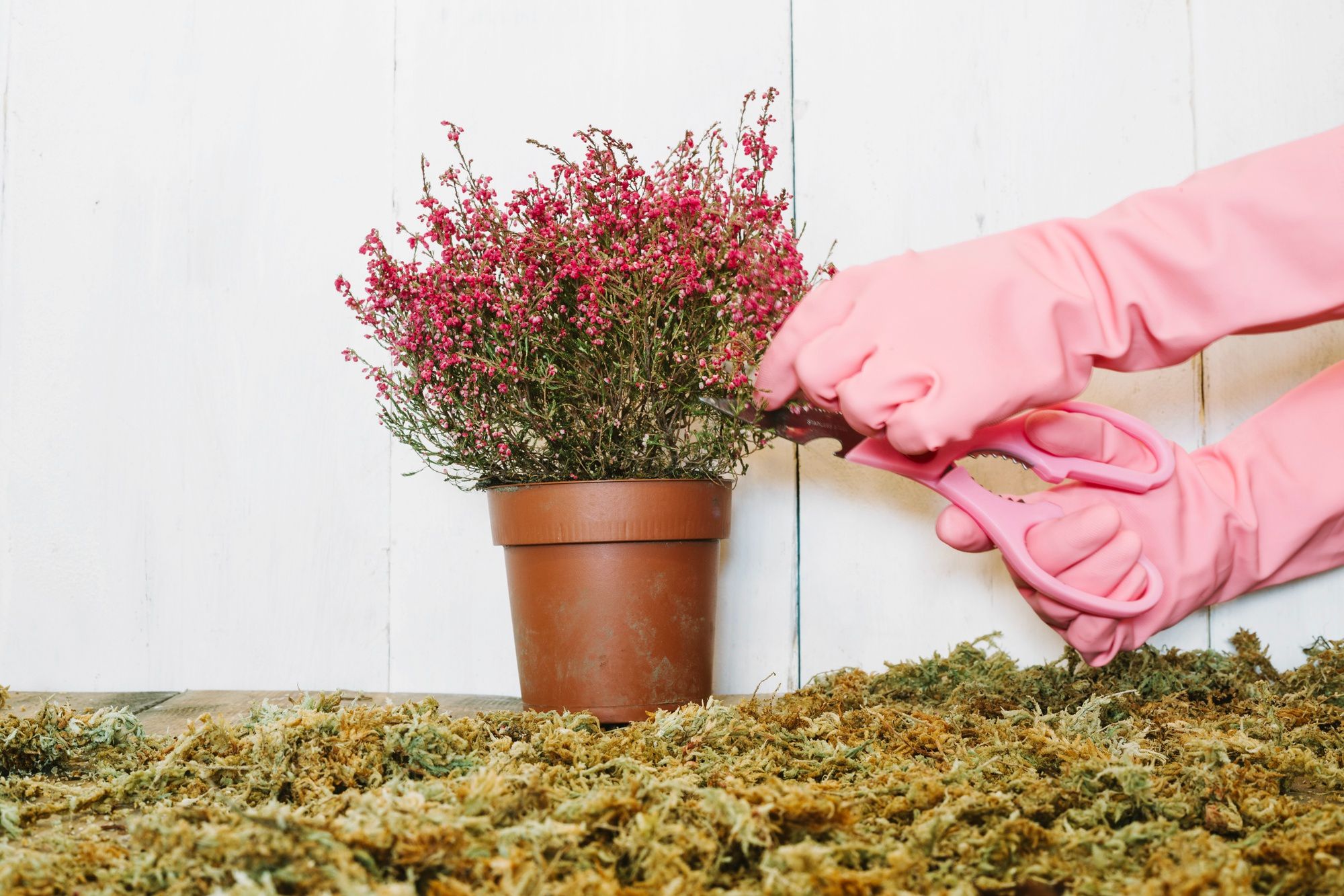 Humidity Methods That Work Best - Try Double Potting with Damp Sphagnum Moss