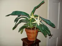 Angraecum sesquipedale in the container
