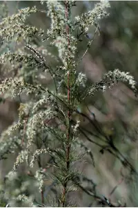 dogfennel (Eupatorium capillifolium) plant