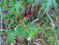 Carolina crane's-bill