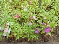 Garden balsam