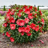 Hibiscus Summerific Cranberry Crush