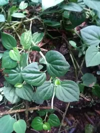 Brazilian peperomia