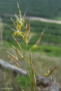Pumpelly's Bromegrass