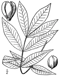 black hickory