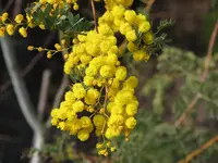 glory wattle (Acacia spectabilis) plant