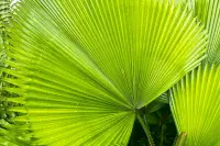 Leaves