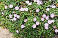 Sheath Tentfig (Ruschia lineolata) plant