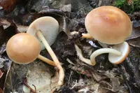 Oak-loving Gymnopus