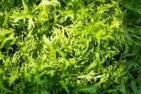 Lactuca virosa
