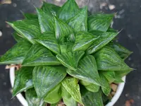 Ruens Haworthia (Haworthia retusa) plant