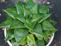 Ruens Haworthia (Haworthia retusa) plant
