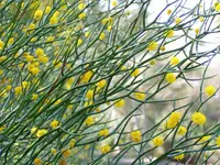 Leafless Rock Wattle