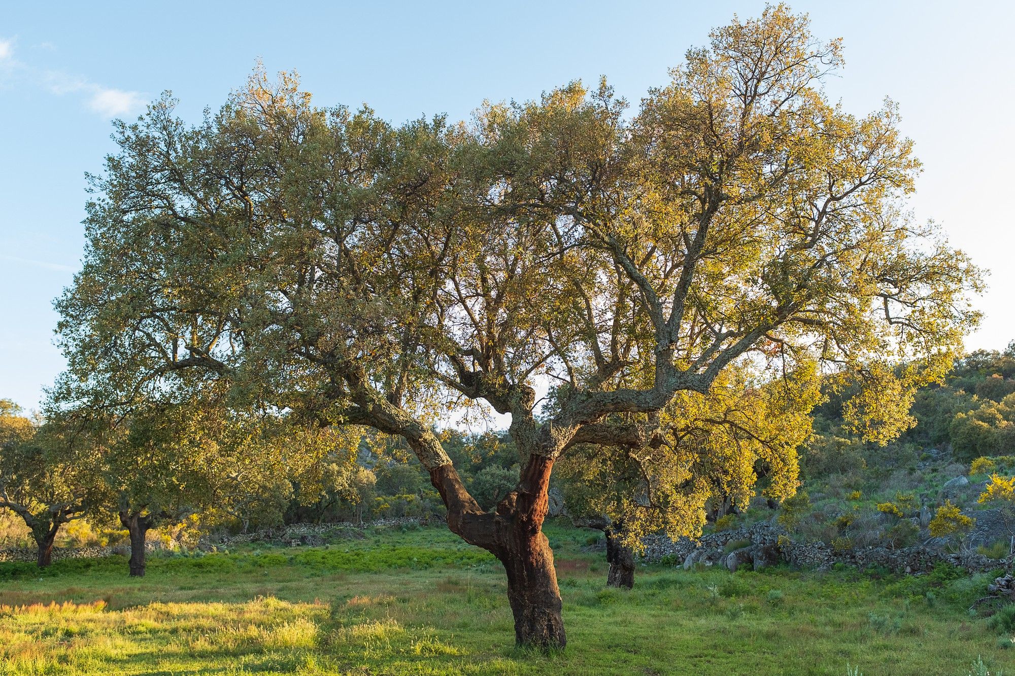 Oak tree